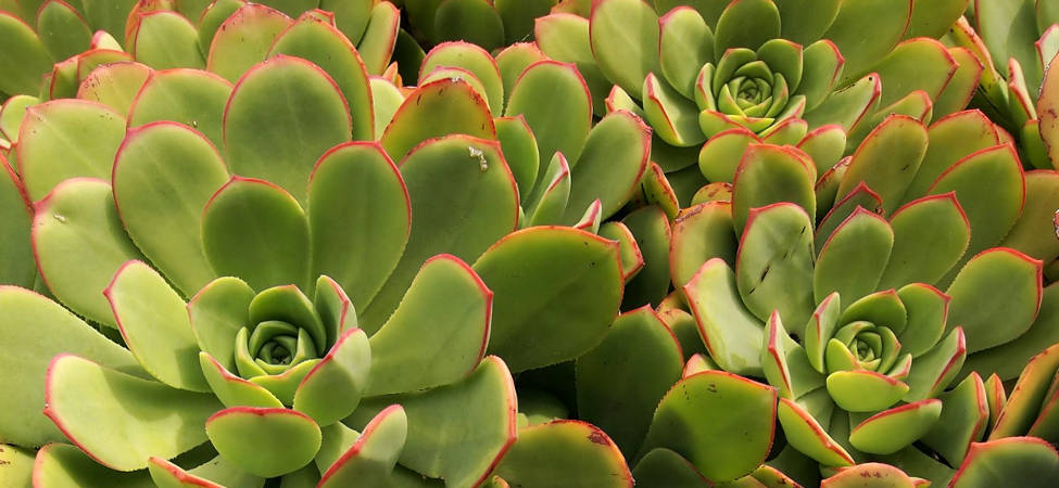 Aeonium arboreum - Alcatraz - March 2013