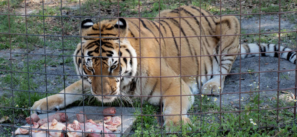 A Tiger guarding Breakfast - 2011