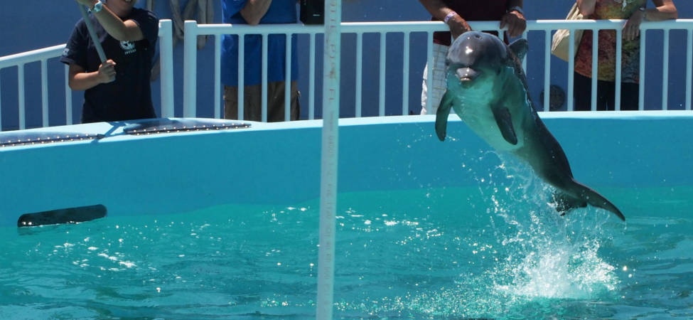 Baby Dolphin! Clearwater Aquarium - 2011