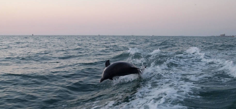 Dolphins playing in the ocean - 2011
