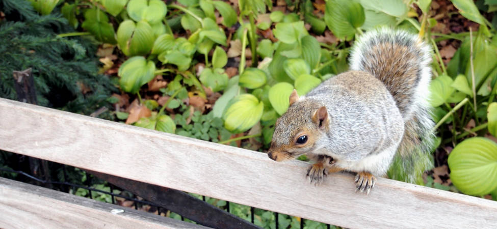 A Squirrel! Madison Square Park - 2012