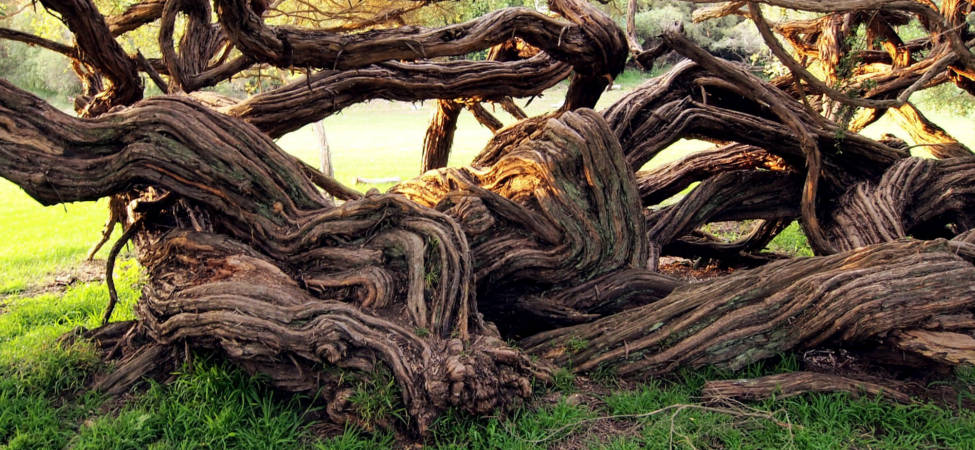 Trees in San Fransisco - March 2013